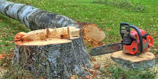 Best Tree Mulching  in Socorro, NM