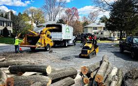 Best Tree Trimming and Pruning  in Socorro, NM