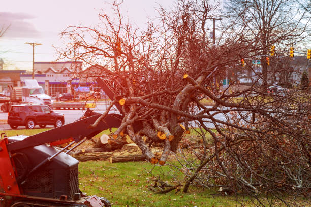 Tree and Shrub Care in Socorro, NM