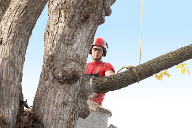 How Our Tree Care Process Works  in  Socorro, NM